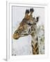 Maasai Giraffe Feeding, Maasai Mara, Kenya-Joe Restuccia III-Framed Photographic Print