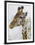 Maasai Giraffe Feeding, Maasai Mara, Kenya-Joe Restuccia III-Framed Photographic Print