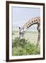 Maasai Giraffe, Maasai Mara Game Reserve, Kenya-Martin Zwick-Framed Photographic Print