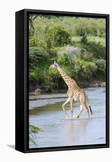 Maasai Giraffe, Maasai Mara Game Reserve, Kenya-Martin Zwick-Framed Stretched Canvas