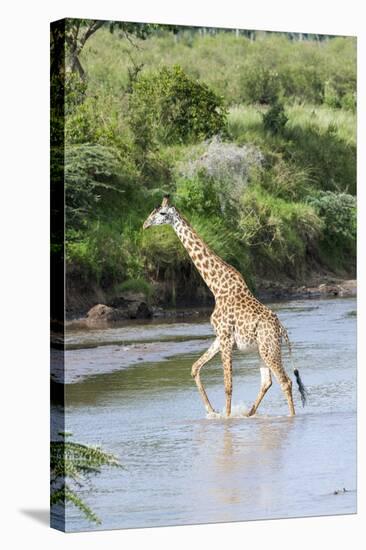 Maasai Giraffe, Maasai Mara Game Reserve, Kenya-Martin Zwick-Stretched Canvas