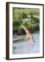 Maasai Giraffe, Maasai Mara Game Reserve, Kenya-Martin Zwick-Framed Photographic Print