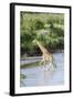 Maasai Giraffe, Maasai Mara Game Reserve, Kenya-Martin Zwick-Framed Photographic Print