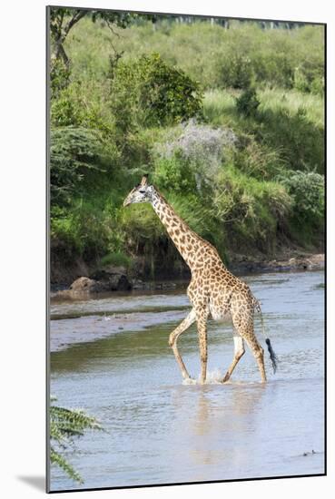 Maasai Giraffe, Maasai Mara Game Reserve, Kenya-Martin Zwick-Mounted Photographic Print