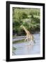 Maasai Giraffe, Maasai Mara Game Reserve, Kenya-Martin Zwick-Framed Photographic Print