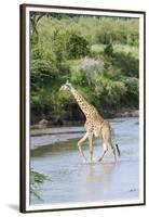 Maasai Giraffe, Maasai Mara Game Reserve, Kenya-Martin Zwick-Framed Premium Photographic Print