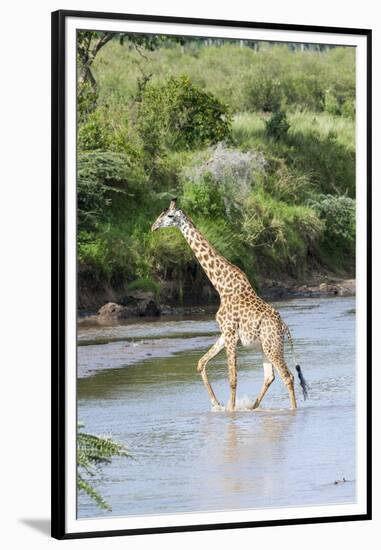 Maasai Giraffe, Maasai Mara Game Reserve, Kenya-Martin Zwick-Framed Premium Photographic Print