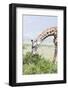 Maasai Giraffe, Maasai Mara Game Reserve, Kenya-Martin Zwick-Framed Photographic Print