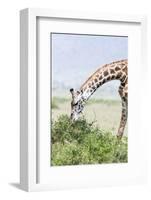 Maasai Giraffe, Maasai Mara Game Reserve, Kenya-Martin Zwick-Framed Photographic Print