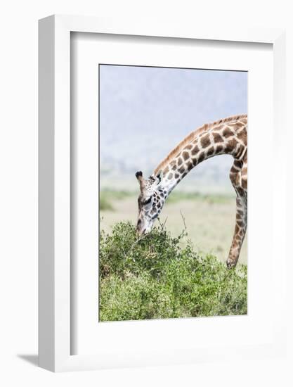 Maasai Giraffe, Maasai Mara Game Reserve, Kenya-Martin Zwick-Framed Photographic Print