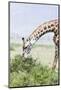 Maasai Giraffe, Maasai Mara Game Reserve, Kenya-Martin Zwick-Mounted Photographic Print