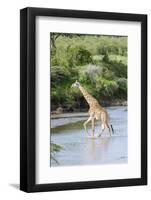 Maasai Giraffe, Maasai Mara Game Reserve, Kenya-Martin Zwick-Framed Photographic Print