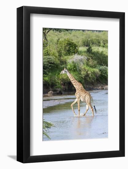 Maasai Giraffe, Maasai Mara Game Reserve, Kenya-Martin Zwick-Framed Photographic Print