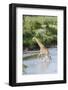 Maasai Giraffe, Maasai Mara Game Reserve, Kenya-Martin Zwick-Framed Photographic Print