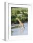 Maasai Giraffe, Maasai Mara Game Reserve, Kenya-Martin Zwick-Framed Photographic Print