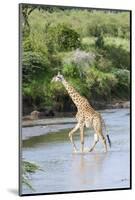 Maasai Giraffe, Maasai Mara Game Reserve, Kenya-Martin Zwick-Mounted Photographic Print