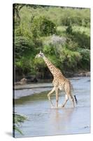 Maasai Giraffe, Maasai Mara Game Reserve, Kenya-Martin Zwick-Stretched Canvas