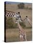 Maasai Giraffe, Masai Mara, Kenya-Joe Restuccia III-Stretched Canvas