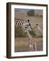 Maasai Giraffe, Masai Mara, Kenya-Joe Restuccia III-Framed Photographic Print