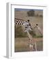 Maasai Giraffe, Masai Mara, Kenya-Joe Restuccia III-Framed Photographic Print