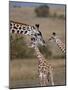 Maasai Giraffe, Masai Mara, Kenya-Joe Restuccia III-Mounted Photographic Print