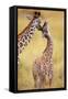 Maasai Giraffe Mother Sucking Youngos Ear-null-Framed Stretched Canvas