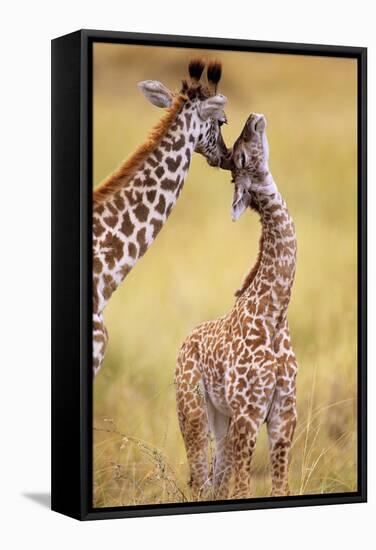Maasai Giraffe Mother Sucking Youngos Ear-null-Framed Stretched Canvas