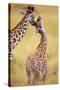 Maasai Giraffe Mother Sucking Youngos Ear-null-Stretched Canvas