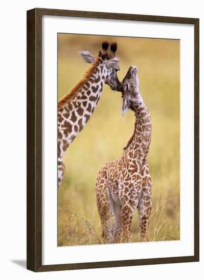 Maasai Giraffe Mother Sucking Youngos Ear-null-Framed Photographic Print