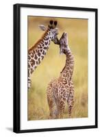 Maasai Giraffe Mother Sucking Youngos Ear-null-Framed Photographic Print