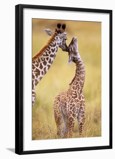 Maasai Giraffe Mother Sucking Youngos Ear-null-Framed Photographic Print