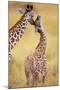 Maasai Giraffe Mother Sucking Youngos Ear-null-Mounted Photographic Print