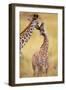 Maasai Giraffe Mother Sucking Youngos Ear-null-Framed Photographic Print