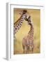 Maasai Giraffe Mother Sucking Youngos Ear-null-Framed Photographic Print