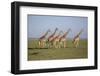 Maasai giraffe wander across the Masai Mara plain. Kenya.-Larry Richardson-Framed Photographic Print