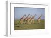 Maasai giraffe wander across the Masai Mara plain. Kenya.-Larry Richardson-Framed Photographic Print