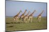 Maasai giraffe wander across the Masai Mara plain. Kenya.-Larry Richardson-Mounted Photographic Print