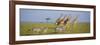 Maasai giraffe wander across the Masai Mara plain. Kenya.-Larry Richardson-Framed Photographic Print