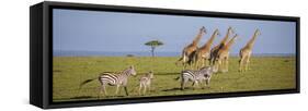 Maasai giraffe wander across the Masai Mara plain. Kenya.-Larry Richardson-Framed Stretched Canvas