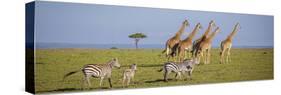 Maasai giraffe wander across the Masai Mara plain. Kenya.-Larry Richardson-Stretched Canvas