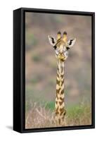 Maasai Giraffe Young with Bird on Head-null-Framed Stretched Canvas