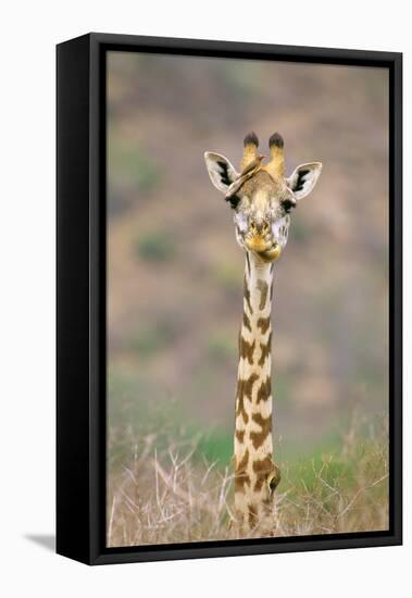 Maasai Giraffe Young with Bird on Head-null-Framed Stretched Canvas