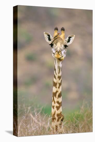 Maasai Giraffe Young with Bird on Head-null-Stretched Canvas