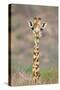 Maasai Giraffe Young with Bird on Head-null-Stretched Canvas