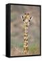 Maasai Giraffe Young with Bird on Head-null-Framed Stretched Canvas