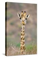 Maasai Giraffe Young with Bird on Head-null-Stretched Canvas