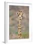 Maasai Giraffe Young with Bird on Head-null-Framed Photographic Print