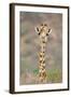 Maasai Giraffe Young with Bird on Head-null-Framed Photographic Print