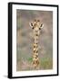 Maasai Giraffe Young with Bird on Head-null-Framed Photographic Print