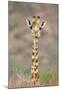 Maasai Giraffe Young with Bird on Head-null-Mounted Photographic Print